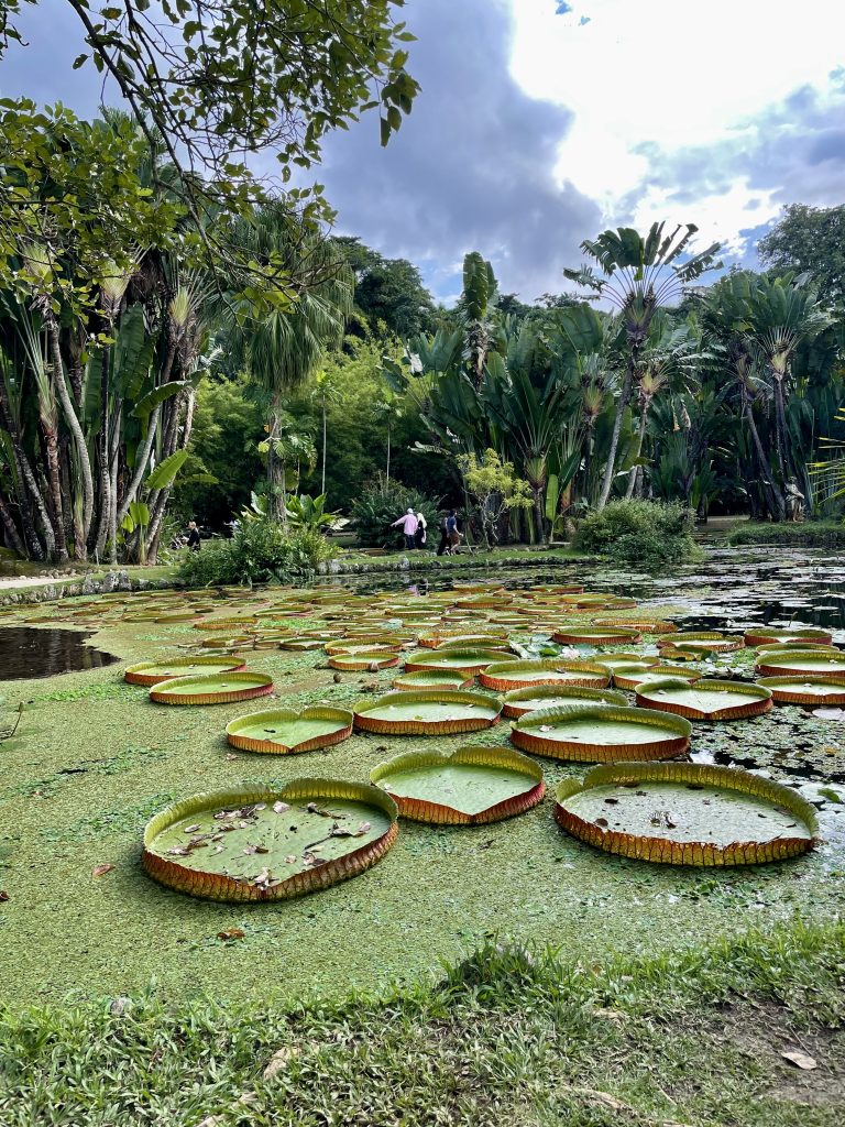 Lily pads in the Rio Botanical Gardens