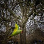 parrots in St James' Park